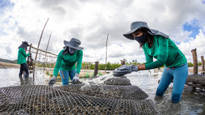 Projeto Cultivando Ostras incentiva o empoderamento de Mulheres no Recôncavo Baiano