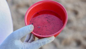 Nova cepa de dengue é identificada na Bahia e Sesab emite alerta aos municípios