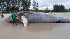 Baleia Jubarte morre após encalhar em praia do baixo sul da Bahia